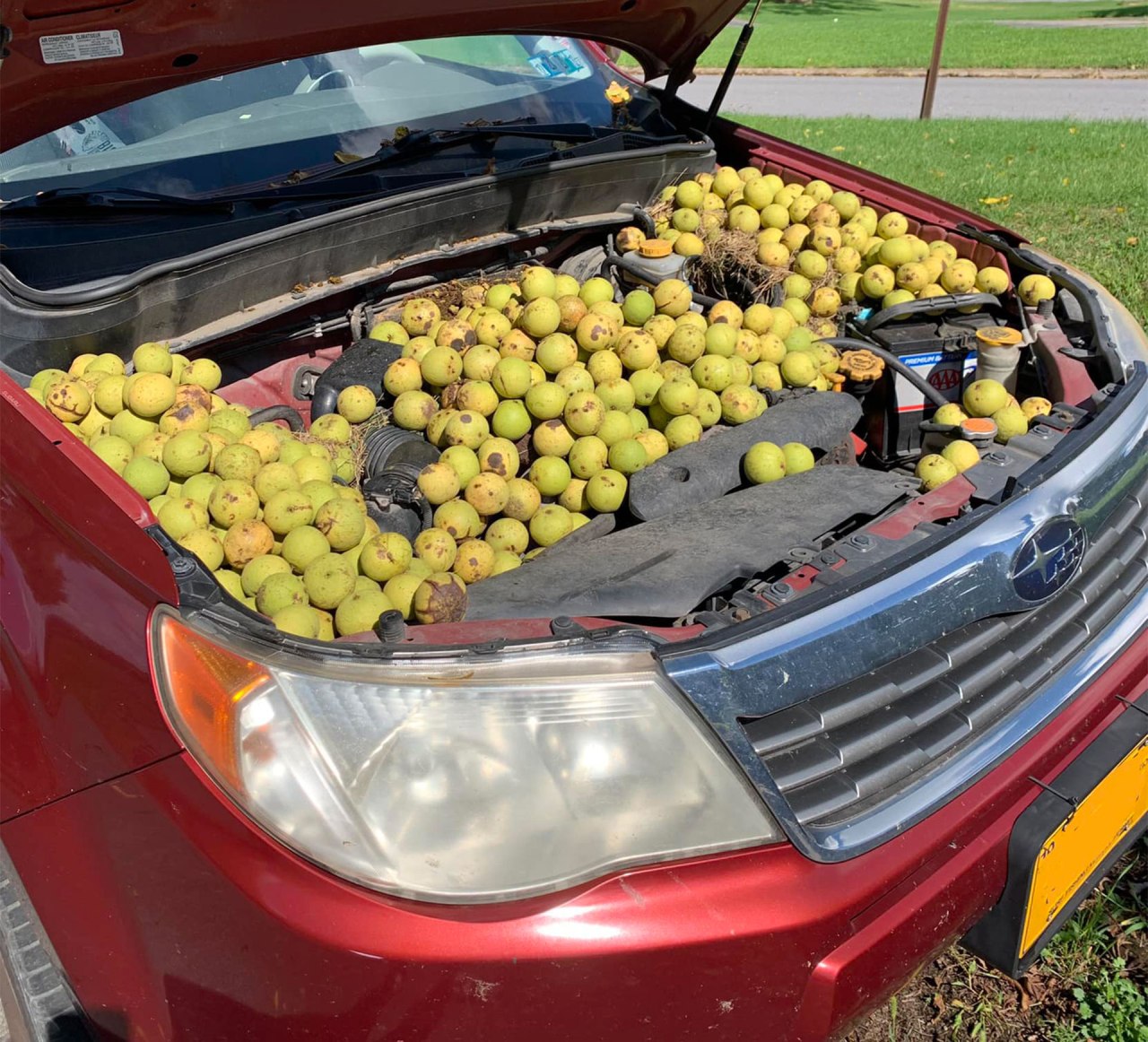 ardilla nueces subaru forester